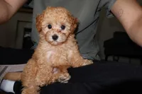 Leo - Toy Poodle AKC, a male Poodle - Toy  for sale in Woodbridge, VA – Photo 1 of 4