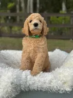 Bentley, a male Poodle - Standard  for sale in Foley, AL – Photo 1 of 2