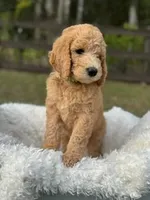 Bentley, a male Poodle - Standard  for sale in Foley, AL – Photo 2 of 2