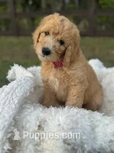 Peaches – Poodle - Standard  puppy for sale in Foley, AL