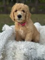 Peaches, a female Poodle - Standard  for sale in Foley, AL – Photo 2 of 2