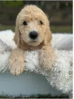 Jasper, a male Poodle - Standard  for sale in Foley, AL – Photo 2 of 2
