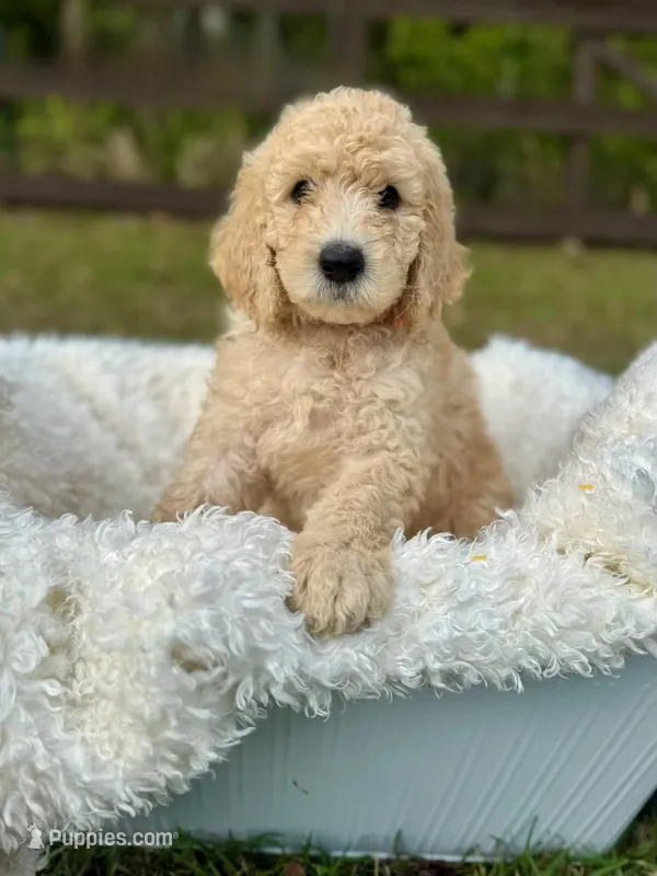 Jasper – Poodle - Standard  puppy for sale in Foley, AL
