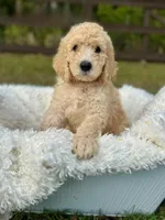 Jasper, a male Poodle - Standard  for sale in Foley, AL – Photo 1 of 2