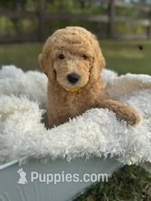 River – Poodle - Standard  puppy for sale in Foley, AL