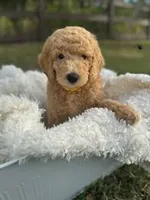 River, a male Poodle - Standard  for sale in Foley, AL – Photo 1 of 2