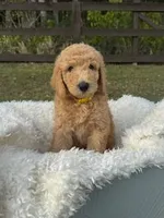 River, a male Poodle - Standard  for sale in Foley, AL – Photo 2 of 2