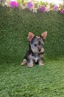 Lili, a female Yorkshire Terrier for sale in Smithfield, NC – 7 of 10