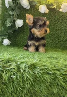 Lua , a female Yorkshire Terrier for sale in Smithfield, NC – 5 of 8