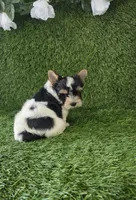 Linda , a female Yorkshire Terrier for sale in Smithfield, NC – 3 of 9