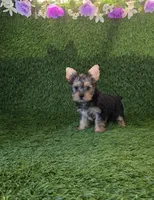 Lili, a female Yorkshire Terrier for sale in Smithfield, NC – 2 of 10