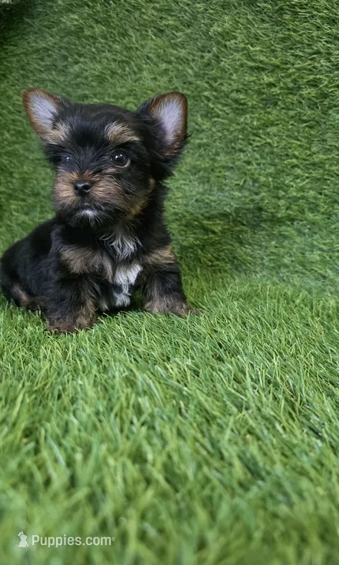 Bruno  – Yorkshire Terrier puppy for sale in Smithfield, NC