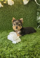 Lili , a female Yorkshire Terrier for sale in Smithfield, NC – 5 of 8