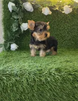 Lua , a female Yorkshire Terrier for sale in Smithfield, NC – 6 of 8