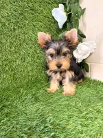 Nash, a male Yorkshire Terrier for sale in Smithfield, NC – 8 of 10