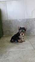Axel, a male Yorkshire Terrier for sale in Smithfield, NC – 2 of 8