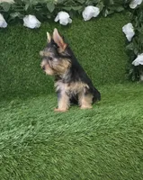 Nash, a male Yorkshire Terrier for sale in Smithfield, NC – 3 of 10