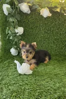 Lili , a female Yorkshire Terrier for sale in Smithfield, NC – 3 of 8
