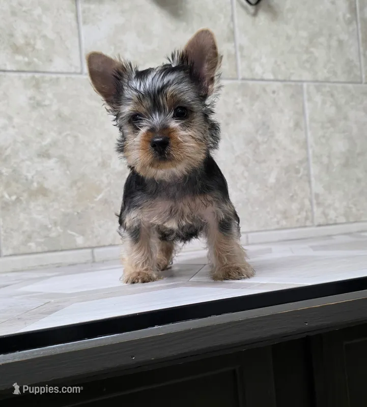 Bruno  – Yorkshire Terrier puppy for sale in Smithfield, NC