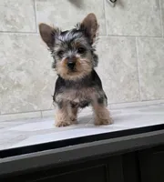 Bruno , a male Yorkshire Terrier for sale in Smithfield, NC – 1 of 6