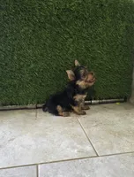 Axel, a male Yorkshire Terrier for sale in Smithfield, NC – 4 of 8