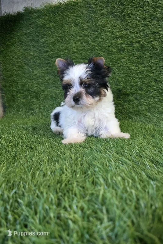 Jasper – Yorkshire Terrier puppy for sale in Smithfield, NC