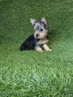 Lola, a female Yorkshire Terrier for sale in Smithfield, NC – 6 of 8