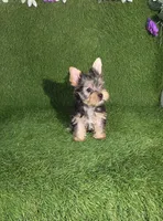 Lili, a female Yorkshire Terrier for sale in Smithfield, NC – 4 of 10