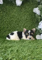 Linda , a female Yorkshire Terrier for sale in Smithfield, NC – 7 of 9