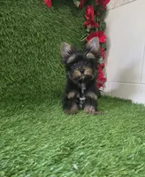 Bruno , a male Yorkshire Terrier for sale in Smithfield, NC – 5 of 8