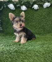 Nash, a male Yorkshire Terrier for sale in Smithfield, NC – 6 of 10