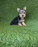 Lola, a female Yorkshire Terrier for sale in Smithfield, NC – 7 of 8