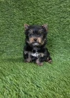 Ralph , a male Yorkshire Terrier for sale in Smithfield, NC – Photo 9 of 10
