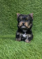 Ralph , a male Yorkshire Terrier for sale in Smithfield, NC – Photo 7 of 10