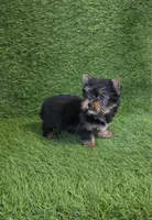 Ralph , a male Yorkshire Terrier for sale in Smithfield, NC – Photo 6 of 10