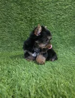 Ralph , a male Yorkshire Terrier for sale in Smithfield, NC – Photo 3 of 10