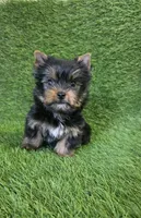 Ralph , a male Yorkshire Terrier for sale in Smithfield, NC – Photo 10 of 10