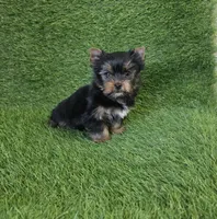 Ralph , a male Yorkshire Terrier for sale in Smithfield, NC – Photo 1 of 10