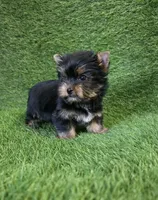 Ralph , a male Yorkshire Terrier for sale in Smithfield, NC – Photo 2 of 10