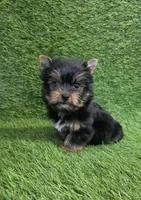 Ralph , a male Yorkshire Terrier for sale in Smithfield, NC – Photo 8 of 10