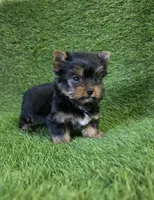 Ralph , a male Yorkshire Terrier for sale in Smithfield, NC – Photo 5 of 10