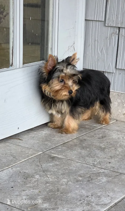 Axel – Yorkshire Terrier puppy for sale in Smithfield, NC