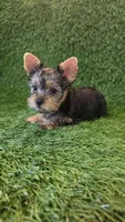 Lili, a female Yorkshire Terrier for sale in Smithfield, NC – 10 of 10