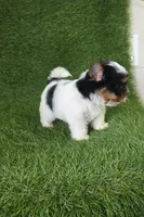Jasper, a male Yorkshire Terrier for sale in Smithfield, NC – 3 of 7