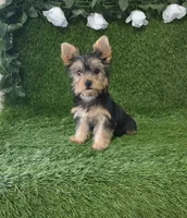 Nash, a male Yorkshire Terrier for sale in Smithfield, NC – 5 of 10