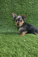 Leo, a male Yorkshire Terrier for sale in Smithfield, NC – 7 of 8