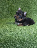 Marlon , a male Yorkshire Terrier for sale in Smithfield, NC – 2 of 7