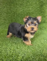 Leo, a male Yorkshire Terrier for sale in Smithfield, NC – Photo 2 of 9