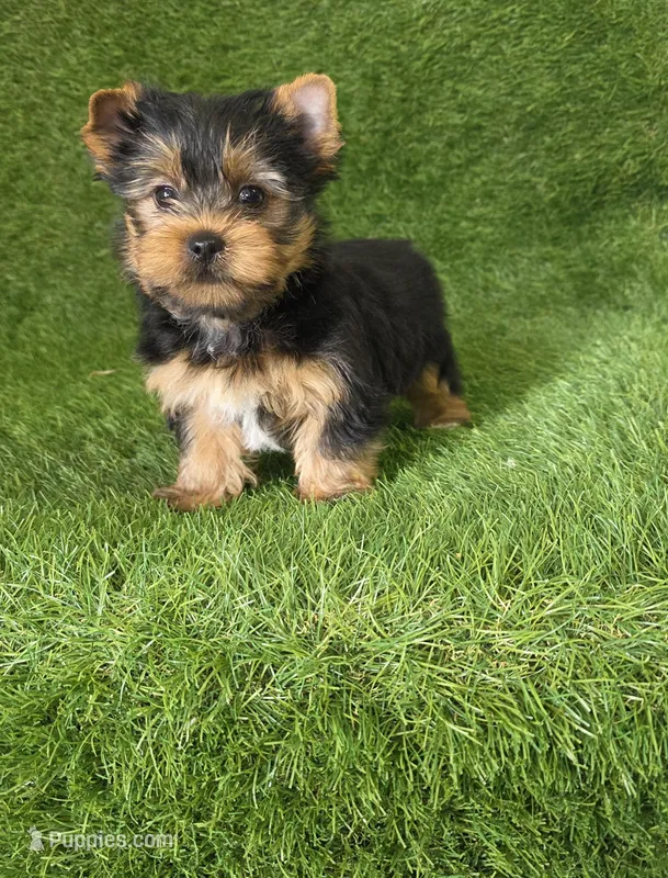 Leo – Yorkshire Terrier puppy for sale in Smithfield, NC