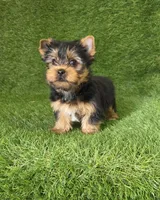 Leo, a male Yorkshire Terrier for sale in Smithfield, NC – Photo 3 of 9